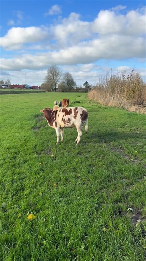 60 reactions · 13 comments | De kinderboerderij is compleet 殺 | Hans Ludema | Facebook