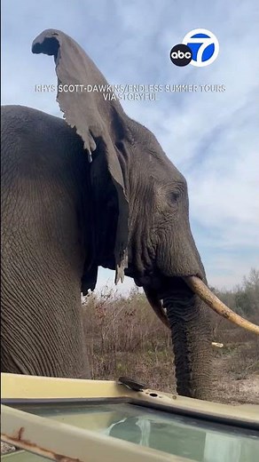 "Epic" encounter with curious bull elephant