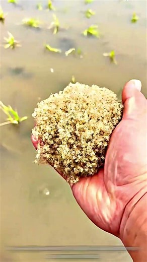 The Secret of Crab Farming in the Middle of Rice Fields