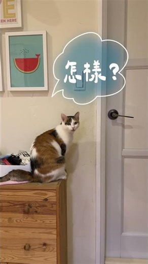 家有花胖妞之在家自學開鎖技巧