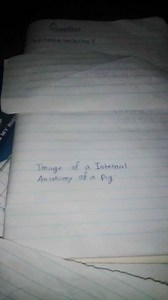 What are the characteristics of the internal anatomy of a pig?... | Filo