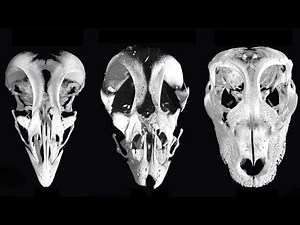 Scientists Have Created Chicken Embryos With The Faces Of Dinosaurs