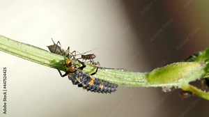 Seven spot ladybird larva (Coccinella septempunctata) on stem feeding on aphid (Hemiptera: Aphididae) in 4K VIDEO. Macro footage of insect pest and his natural predator.