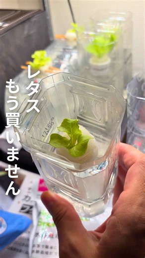 レタスを家で育てる方法｜スポンジで簡単水耕栽培（初心者向け）