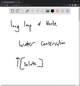 the figure below shows the relative length of juxtamedullary nephron loop of henles in a beaver human and a kangaroo rat knowing what you do about the role of the loop of henle and the diffe 28513