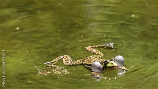 Common frog, Rana temporaria, single reptile croaking in water, also known as the European common frog or European grass frog is a semi-aquatic amphibian of the family Ranidae