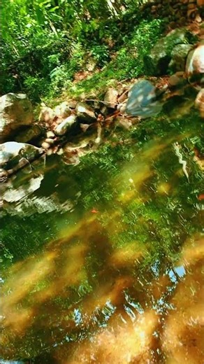 Hidden Nature in Meemure – Beautiful Tree by the River 🌳