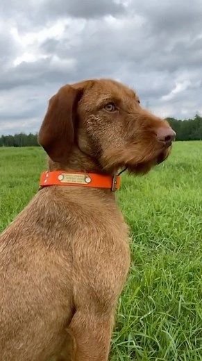 Bird Dog of the Day ™️ on Instagram: "Fern is today’s #birddogoftheday! She is a 1 year and 4 month old Hungarian Wirehaired Vizsla from Alberta, Canada. She completed her VJP with a 72 And her NA with a 112 pr 1. She is ready to chase upland and waterfowl in a few short weeks! 📸@northcountrysportingdogs . . . . #birddog #wirehairedvizsla #sportdog #huntingdog #vizslaoftheday #huntingdog #hungarianwirehairedvizsla #navhda #vizslaaddicted #pointingdogs"