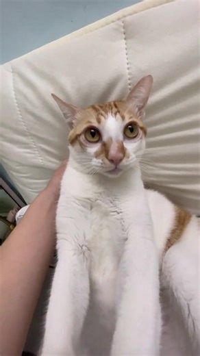 Amusing.#funnycat #pet #cats #catsvideo #cats