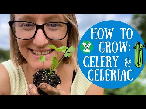 Growing celery and celeriac from seed UK: planting out seedlings TIME LAPSE!