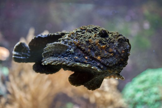 Stonefish: The Most Venomous Fish in the World