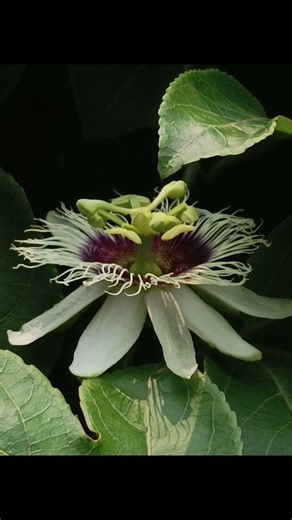 Passiflora edulis (passion flower) 🌼 #shorts #nature. Garden. Gardening