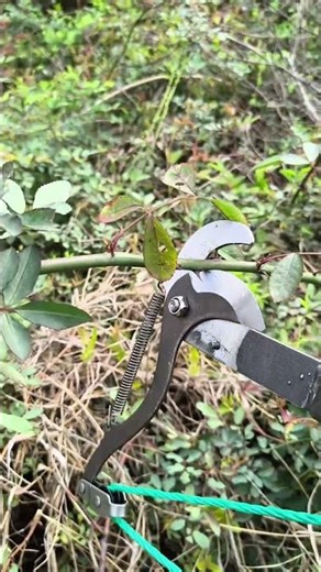 Master the Art of Precision Trimming with Professional Pole Shears
