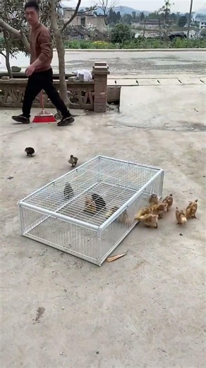 🤯 Smart Pigeon Catching Cage 🕊️ Rustproof & Fully Automatic! ✨ #birds #cage #pigeon
