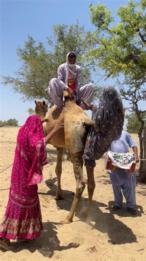لن تصدق! عروس راجستان تحاول الصعود إلى الجمل وتؤدي رقصة غريبة في حفل زفاف تقليدي 😱🐪💍