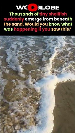 The Beach Suddenly Comes Alive! 🐚🌊