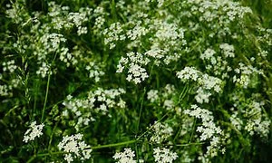 Propiedades del Comino | Tusplantasmedicinales.com