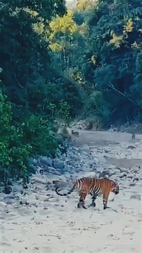 Jim Corbett National Park||Jungle Safari me River me hunting karte huye Tiger ki sighting hui|#tiger