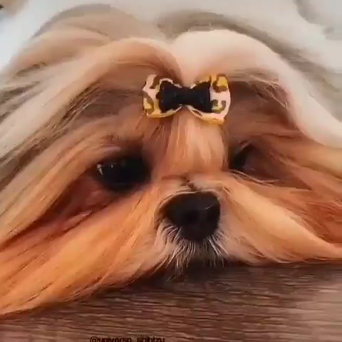 10K views · 254 reactions | "Tiny paws, giant heart" | Natasha Rose | Facebook