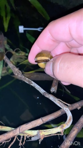 Play mini snail #highlights #snail #nature #subscribe #viralvideo #shortvideo