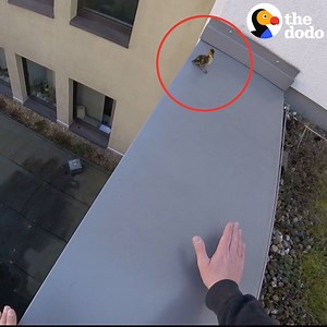 2.2M views · 5.2K shares | This guy saw a duck family stranded on a roof — so he climbed up on the narrowest ledge ❤️ (via Dodo Impact) | The Dodo | Facebook