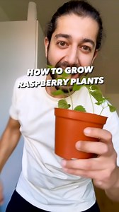 384K views · 6K reactions | Raspberries!  How to grow them at home using a raspberry from the store! 朗 . . . #plants #plantsofinstagram #raspberries #lifehacks #diy #howto #kitchenhacks #recycle #upcycle #hacks #creativeexplained #gardening #gardeningtips | creative explained | Facebook