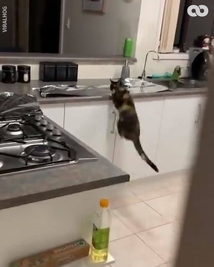 The best way to keep cats off the kitchen counter... Wait for it 😂 | The Hook