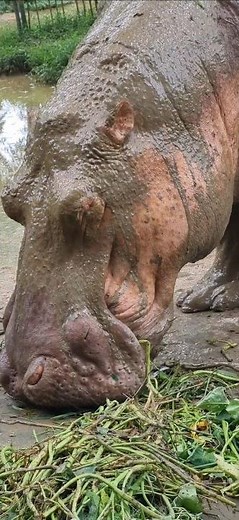 Why Hippos are so Big? #animalmoments #wildlife #animals