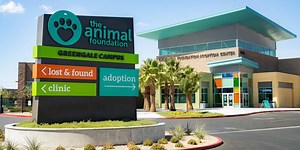Animal Foundation reopens some dog adoptions after virus outbreak
