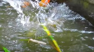Monkey throwing newborn baby into the water. | Monkey Life