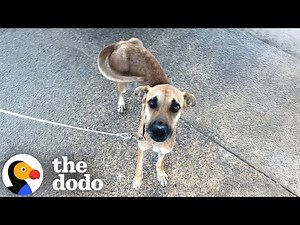Skinny Mama Dog Chained Up With Her Puppies Gets A New Life | The Dodo