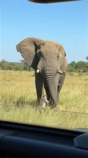 “Monkey vs Elephant – Funniest Jungle Moments Ever 🤣”