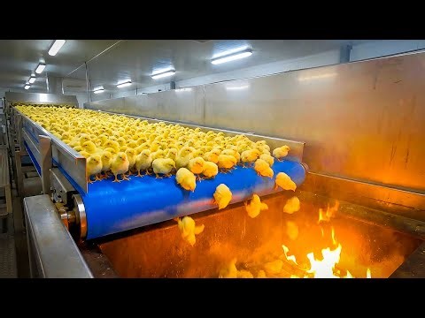 Chicken Mega Factory Exposed