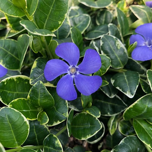 Vinca minor 'Ralph Shugert' - Periwinkle (3.5" Pot) | Little Prince of Oregon Nursery