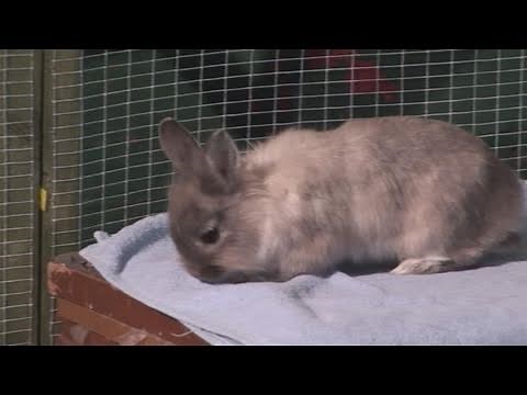 How To Go About Buying A Rabbit