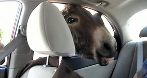 Donkey attack