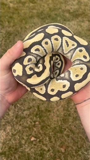 Why Ball Pythons are The Best!!!!