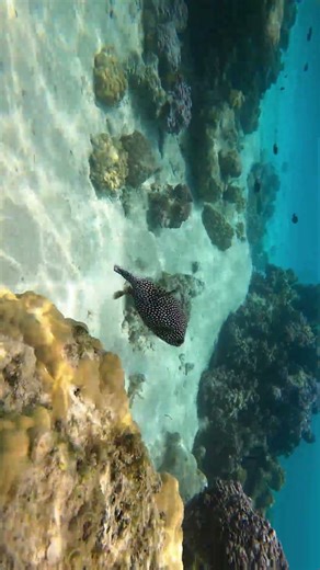 Snorkel with us in Mo’orea, French Polynesia #moorea #snorkel ing#sharks
