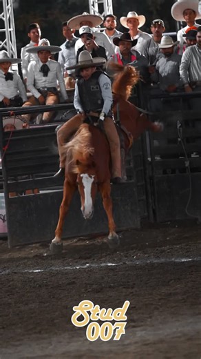 Stud007 on Instagram: "You won’t fall if you don’t get on 💥 #stud007 #charreria #mexico #viral #charro #explorepage #trending"