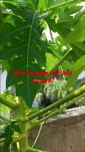 How to grow red lady papaya