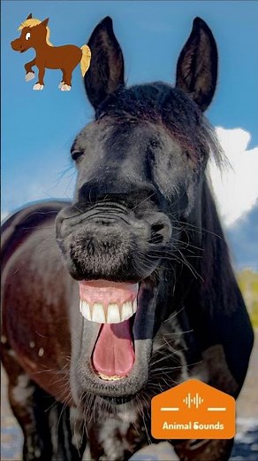 🐎Sonidos de Caballos Básicos: Relinchar, Bufar, Soplar, Sonidos de Cortejo | HORSE SOUNDS