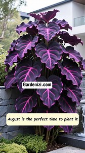 245K views · 1.4K reactions |  Not your average plant! Rare Giant Red-Black Caladium—massive leaves, exotic red veins on deep black  Ultra-rare collector’s piece that makes your garden unforgettable.  DROP "ZEN" and we’ll DM you the link instantly! #gardenizi #rareplants #giantcaladium #rarecaladium #uniquefoliage #collectorplants #exoticgarden #plantlovers #gardeninglife | garden hack | Facebook
