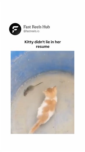 Fast Reels Hub™ | In this eye-opening wildlife clip, an innocent-looking fluffy kitten lounges casually in a simple indoor or garden setting when a small... | Instagram