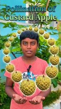 How to Hand Pollinate Custard Apples for a Massive Fruit Harvest #shorts