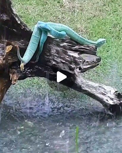 HK Entertain on Instagram: "Snake pooping in jungle #snake #bluesnake #snakeofinstagram"