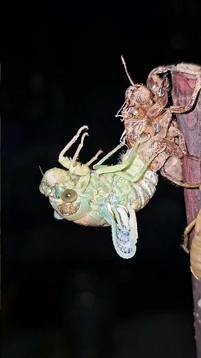 The Molting Process of a #insects #insecticida #nature
