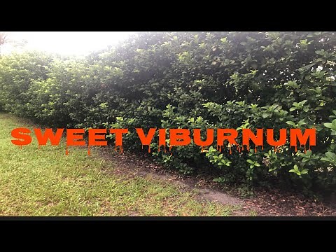 How to grow your hedges for privacy/sweet viburnum