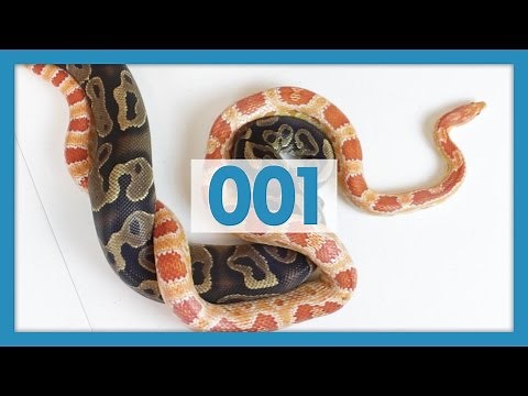 Ball Pythons VS Corn Snakes: Which are Better Pets?