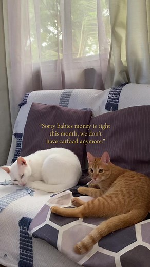 Paralyzed Cat Banter: Mom Jokes About Selling Him (Funny & Sweet)