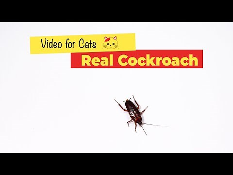 CAT GAMES - Cockroach Game for Cats (1 HOUR)🐈